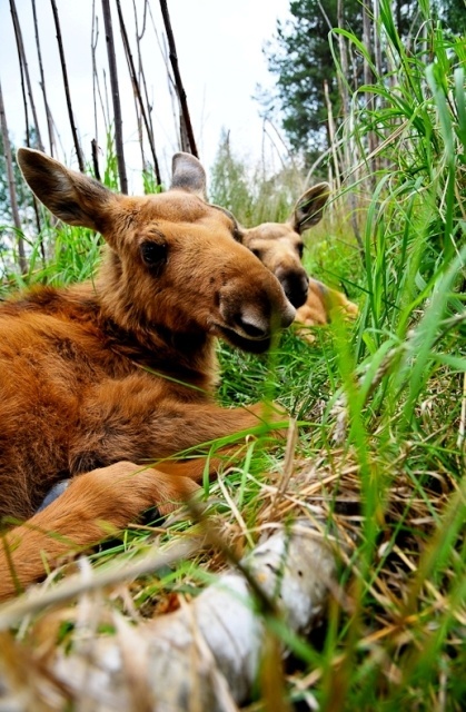 Moose - Travel Photography by Lola Akinmade Moose - Travel Photography by Lola Akinmade