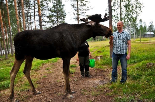 akinmade_moose04