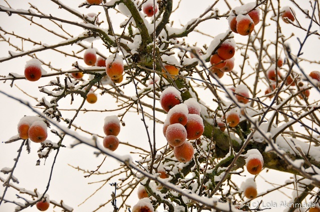 Snow, Sweden -  Winter Photography by Lola Akinmade