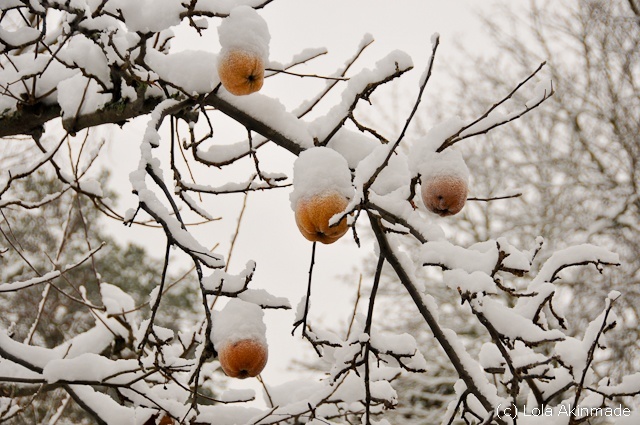 Snow, Sweden -  Winter Photography by Lola Akinmade